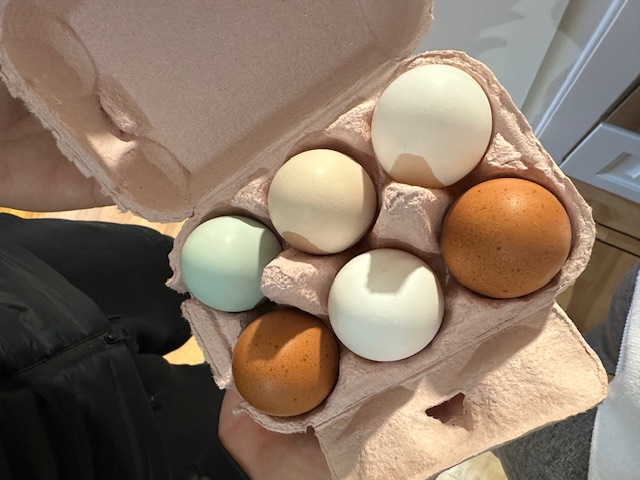 Anna Eggs