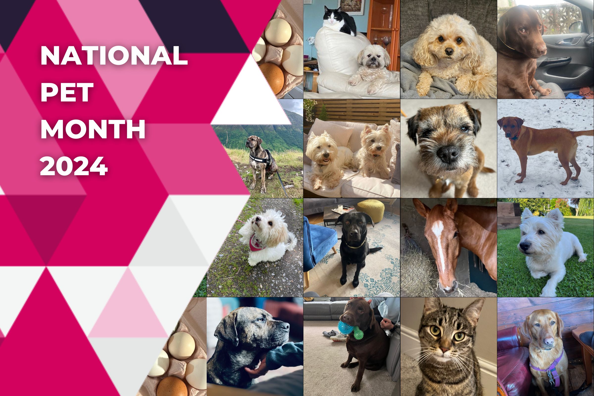 National Pet Month 2024