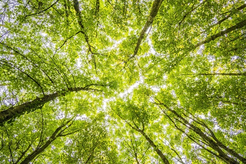 COP26: Why Should Employers have an Environmental Policy?